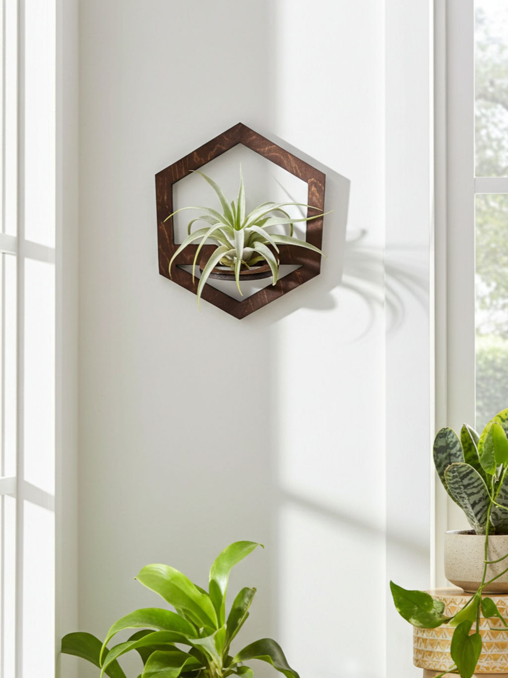 Tilandsia-držiak-na-..._imresizer