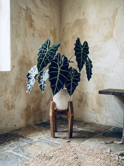WoodenBotanery Otočný stojan na květiny VERTIGO 360 Smrk Barva: Světlý ořech, Velikost: do 22 cm