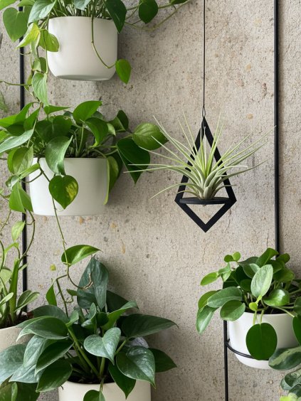 Tilandsia držiak na zavesenie DIAMANT edited 3 (1) 34