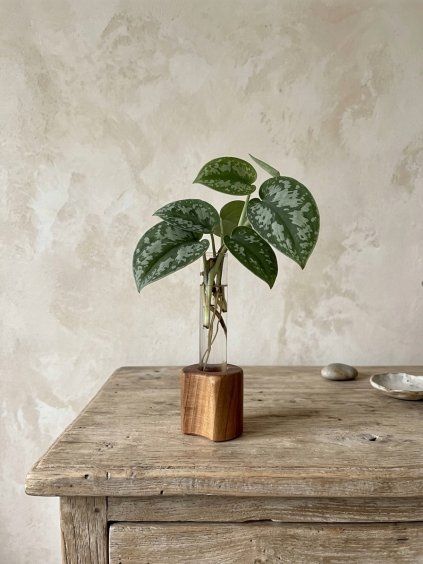 BotaneryLab™ ELEMENT: Walnut Wood Propagation Stand (Single)