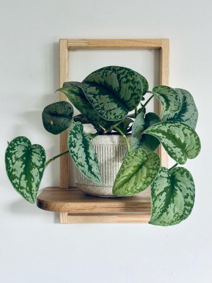 Designer plant shelf - ESSENTIA III