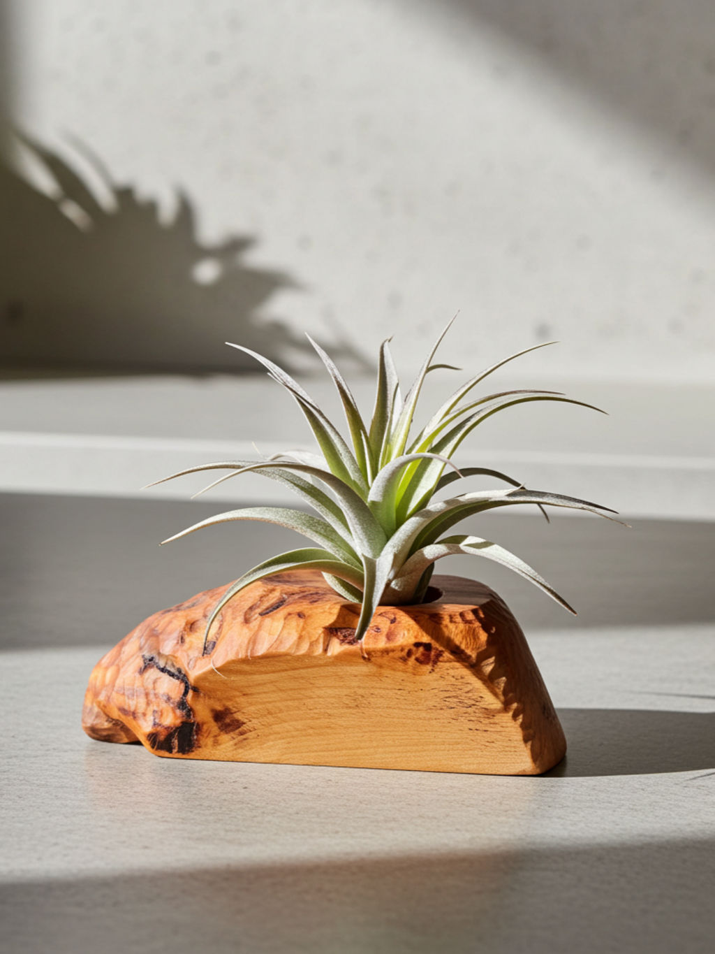WoodenBotanery Držák na tilandsii CANOE Buk