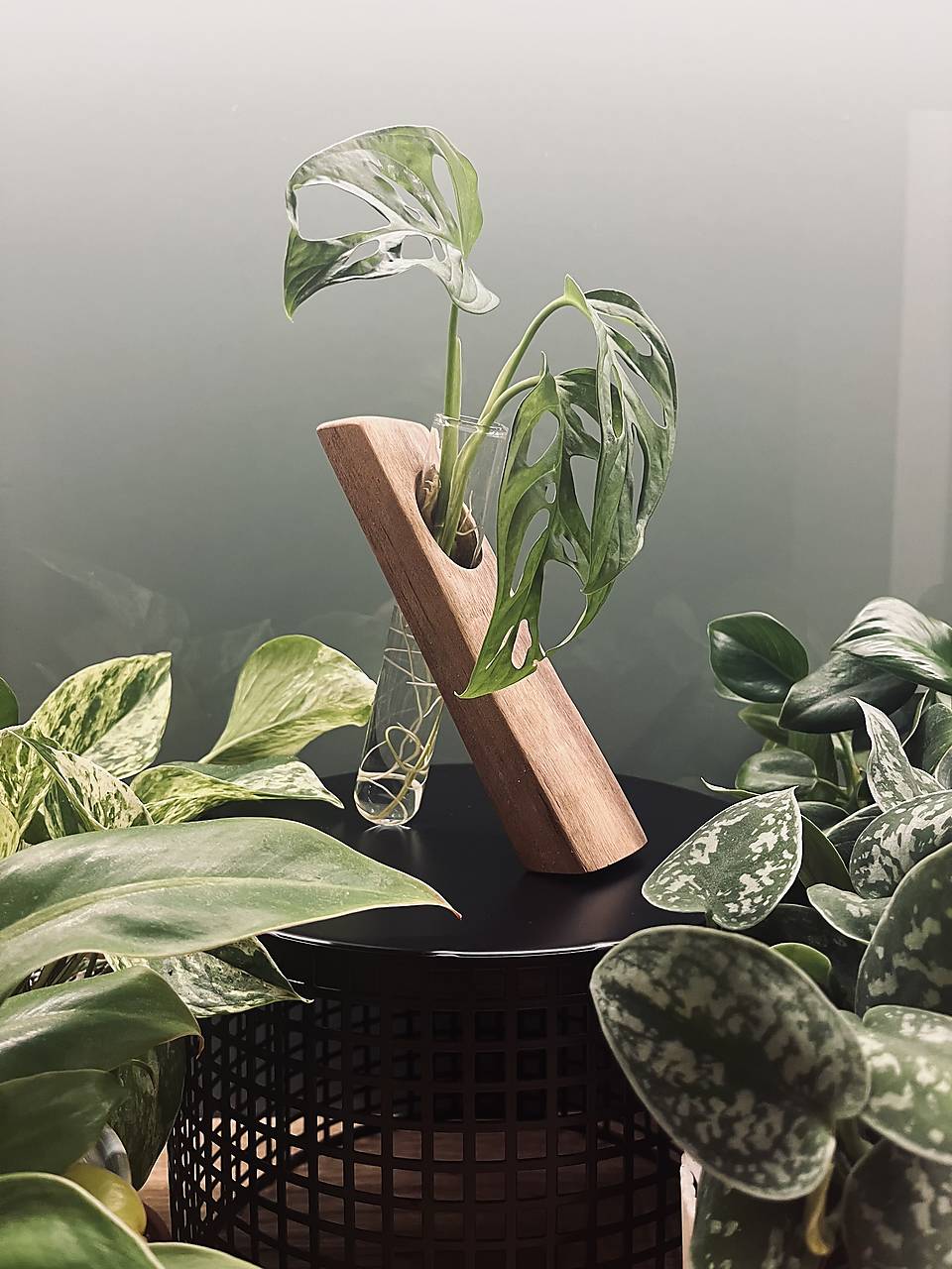 BotaneryLab držiak na zakoreňovanie rastlín MONOLITH Orech - masív WoodenBotanery