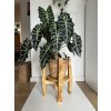 Rotating Plant Stand VERTIGO 360°: Solid Spruce