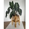 Rotating Plant Stand VERTIGO 360°: Solid Spruce