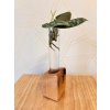 BotaneryLab™ ELEMENT: Beechwood Propagation Stand (Single)