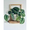 Designer plant shelf - ESSENTIA III
