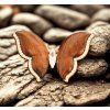 Holzbrosche Schmetterling golden 4