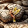 Holzbrosche Kolibri golden 3