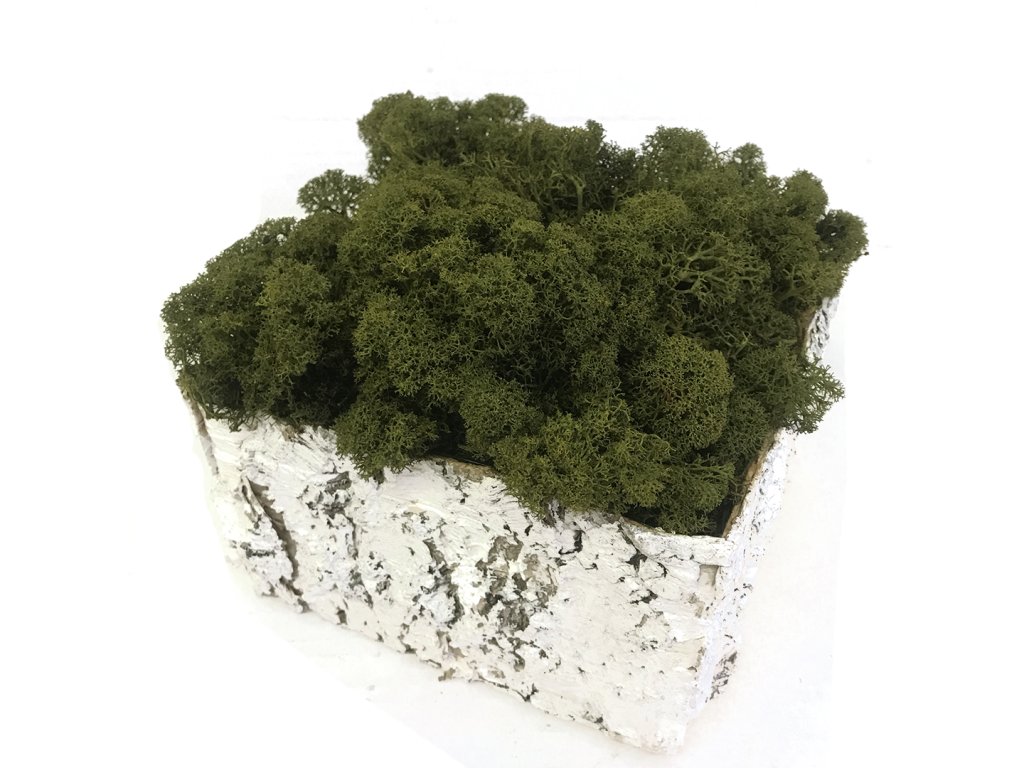 Sobí mech ve čtvercovém květináči