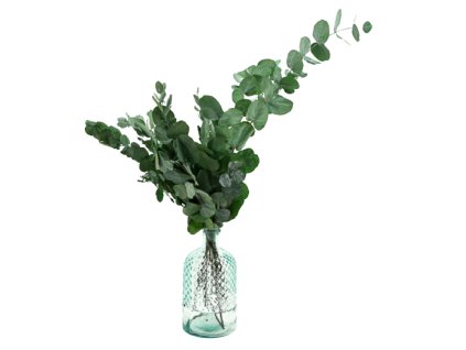 Eukalyptus Cinerea | stabilizovaný | zelená