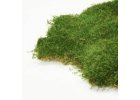 Plochý mech (flat moss)