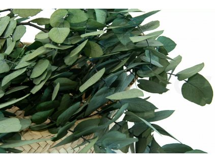 Eukalyptus stuartiana stabilizovaný zelený