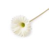 Künstliche Gerbera lang (Varianta 1 hell-créme, Balení 1 Stück)
