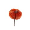Stecker Samtkürbis (Varianta 1 orange, Balení 1 Stück)