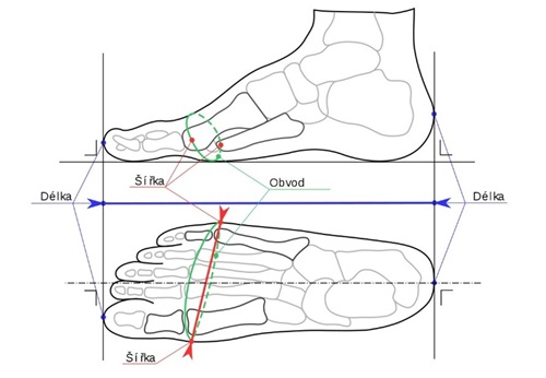 Popis nohy a správné měření