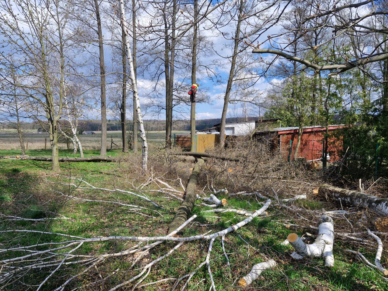 Ako rozpoznať nebezpečný strom: kedy hrozí zlyhanie a na čo si dať pozor
