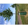 Tree King watering bag 75l