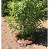 Tree King zavlažovací kruh 75l