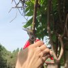 PRUNING SHEARS S250 5