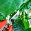 PRUNING SHEARS S250 6