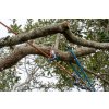 ringsling 2