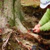 Silky ruční pila na kořeny Gomtaro Root 240-8