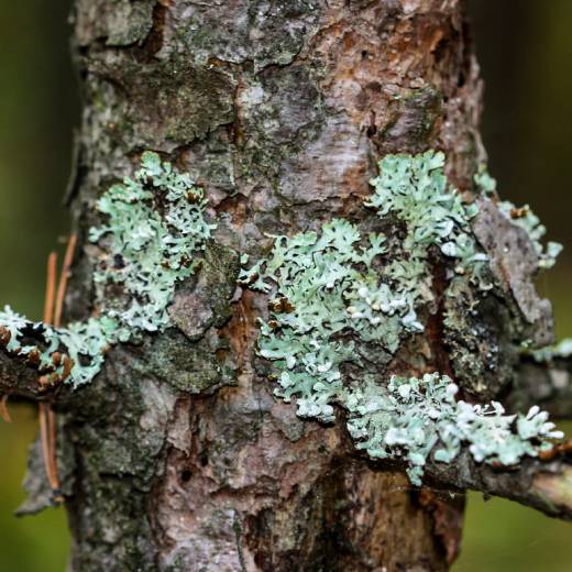 Lišejník na stromech: jak se ho zbavit?