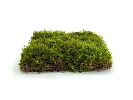 94332 stabilizovany hvezdny mech star moss canopy zeleny 100 g