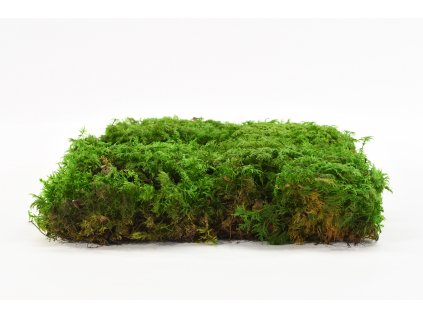 94317 stabilizovany kapradinovy mech fern moss canopy zeleny 100 g