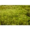 94320 1 stabilizovany mech long moss canopy zeleny 100g