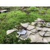 94329 4 stabilizovany skalni mech rock moss canopy zeleny 100 g