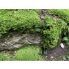94329 5 stabilizovany skalni mech rock moss canopy zeleny 100 g