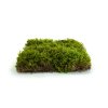 94332 stabilizovany hvezdny mech star moss canopy zeleny 100 g