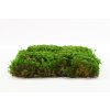 94317 stabilizovany kapradinovy mech fern moss canopy zeleny 100 g