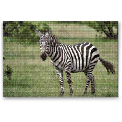 Malowanie diamentowe - Zebra na wolności