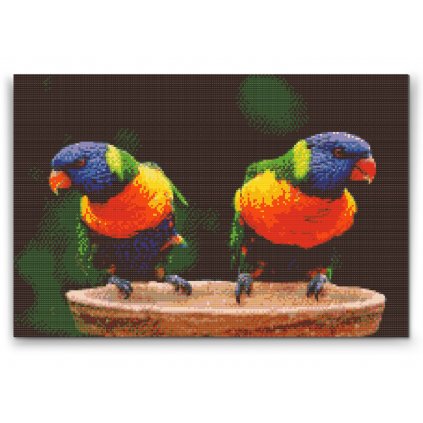 Malowanie diamentowe - Tęczowe papugi