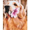 Malowanie po numerach - Labrador z kwiatkiem
