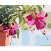 Malowanie po numerach - Fuksia w doniczce