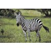 Malowanie po numerach - Zebra na wolności
