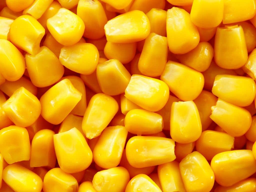 clanok-ako-na-lov-kapra-kukurica-pre-lov-ryb