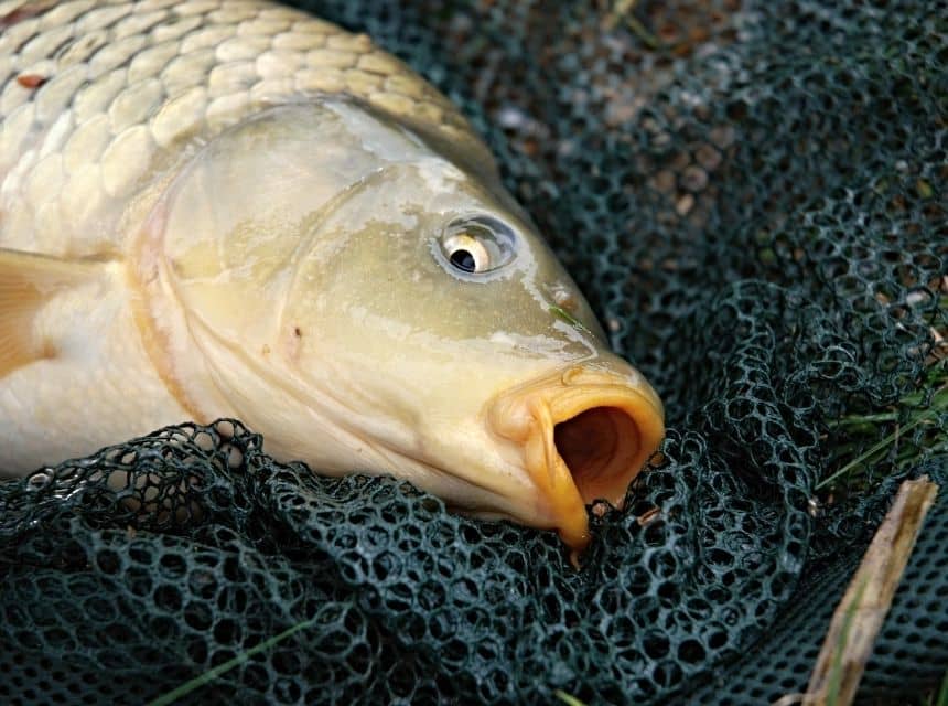 clanok-ako-na-lov-kapra-uloveny-kapor-na-brehu-v-podberaku