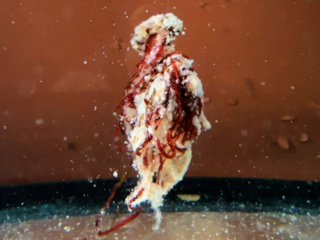 popis-sonuv-sopel-ready-to-go