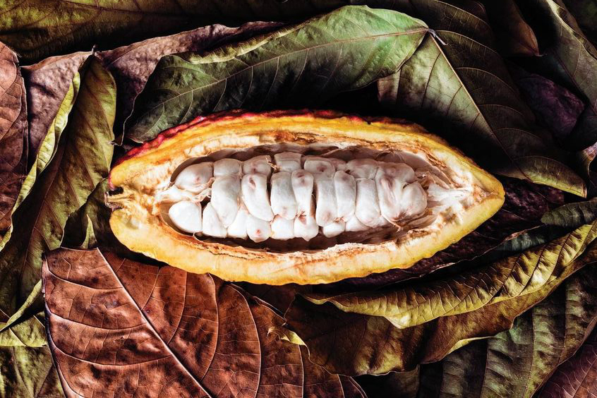 cacao