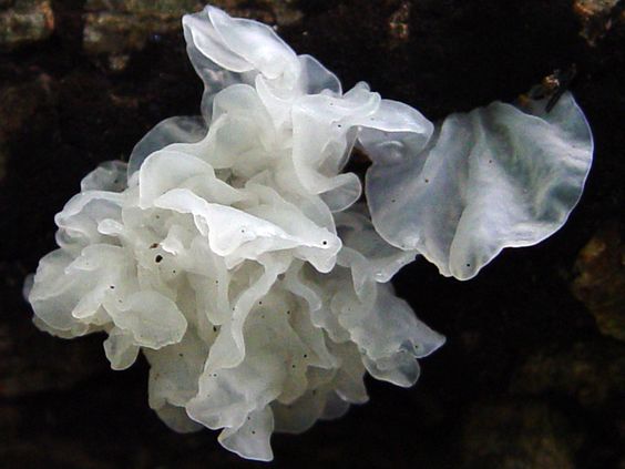 tremella2