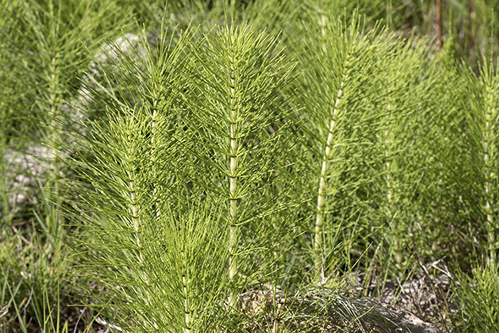 Horsetail: A natural treasure for healthy and radiant skin