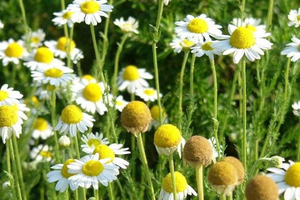 Frankincense, Roman and Moroccan chamomile