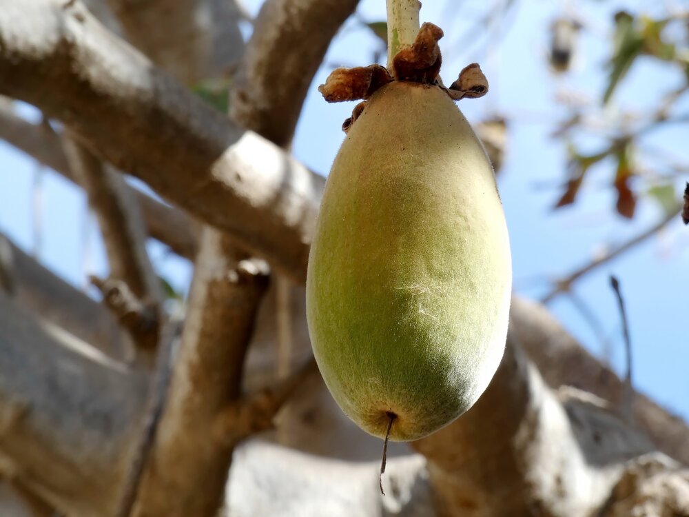 Baobab+Fruit