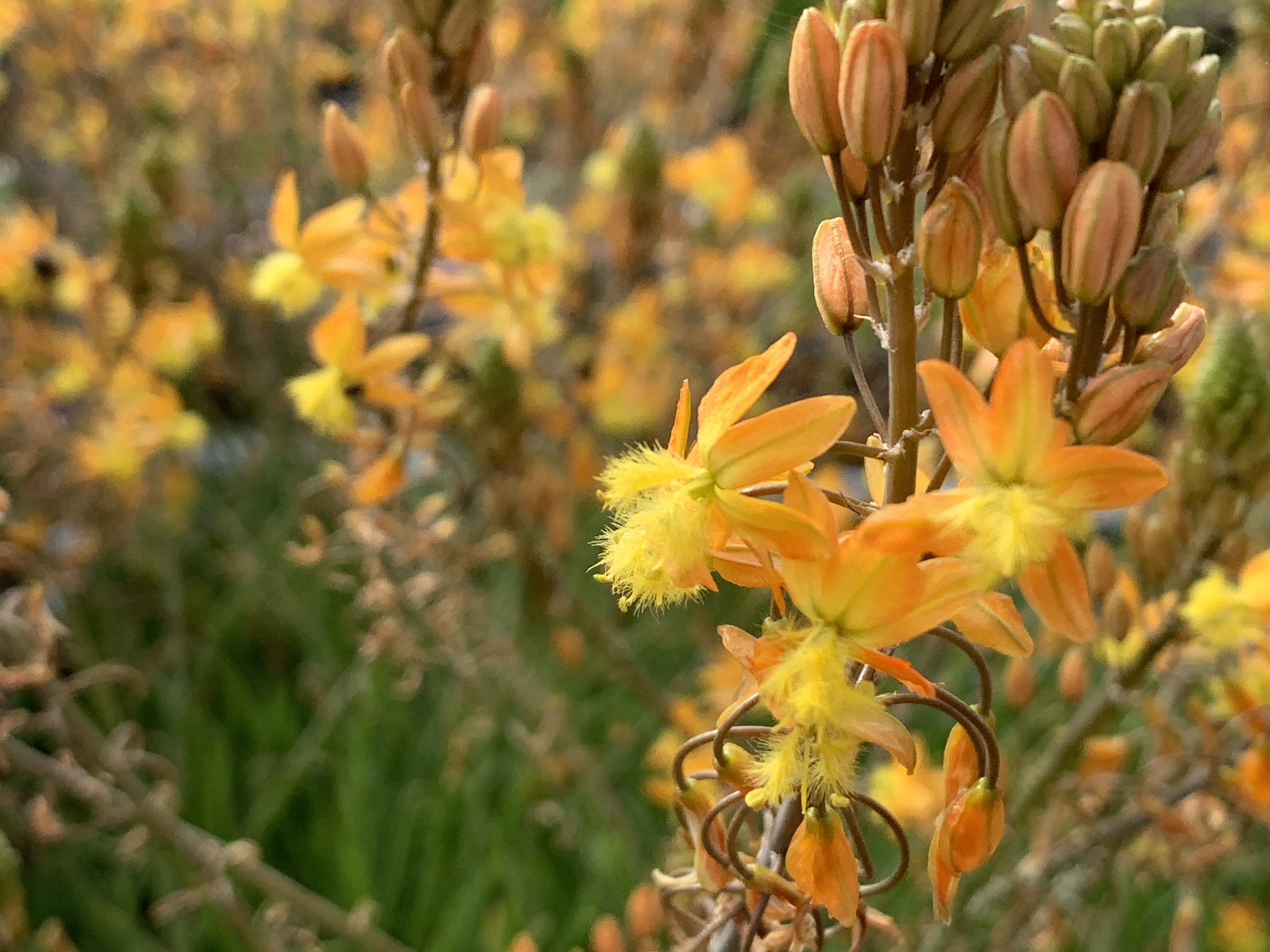 bulbine-fruticosa-a