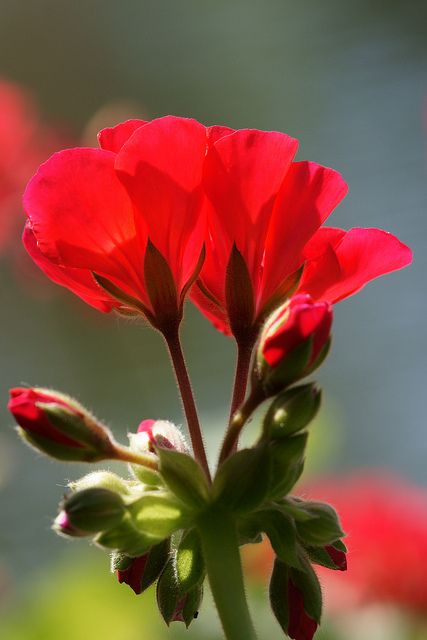 geranium